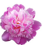 peony, flower background, beautiful flowers, flower wallpaper, transmission, flowers, nature, pink flower